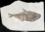 Diplomystus Fossil Fish - Wyoming #20828-1